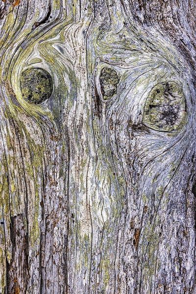 Jaynes Gallery 아티스트의 USA-Washington State-Fort Flagler State Park Weathered driftwood close-up작품입니다.